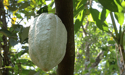 Aruntam's photograph of cacao from its India sourcing story